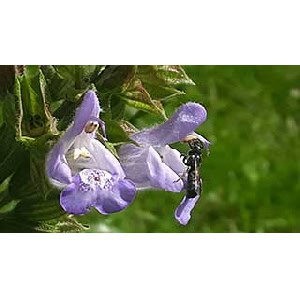 Gratis Bio-Pflanzen (Salbei, Lavendel und Thymian) für Wiener:Innen am 27. oder 29. Mai